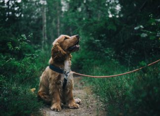 Cadopet Kedi Maması: Lezzet ve Sağlık Dengesi evcilsehri.com3