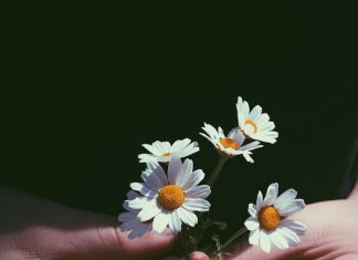 Papatya Suyu ile Saç Açma: Doğal ve Etkili Yöntemler chamomile water hair lightening