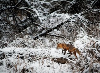 Kara Avı Çantası, Gizlenme Ağı ve Tetik Kilidi: Avcıların Vazgeçilmez Ekipmanları avsepeti5