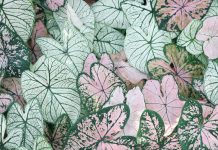 Bahçecilik Dünyasında Yeni Trend: Aşı İstemeyen Mango Fidanı, Sarı Belen Alın Fidanı ve Tüplü Arbequina Zeytin Fidanı ervabotanik2