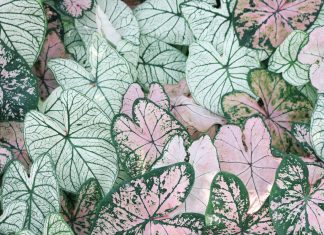 Bahçecilik Dünyasında Yeni Trend: Aşı İstemeyen Mango Fidanı, Sarı Belen Alın Fidanı ve Tüplü Arbequina Zeytin Fidanı ervabotanik2